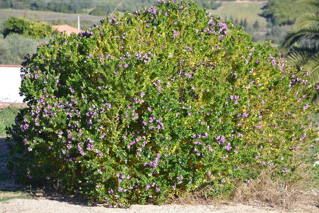 Agriturismo Gli Ulivi Hotel Castiadas 0*,